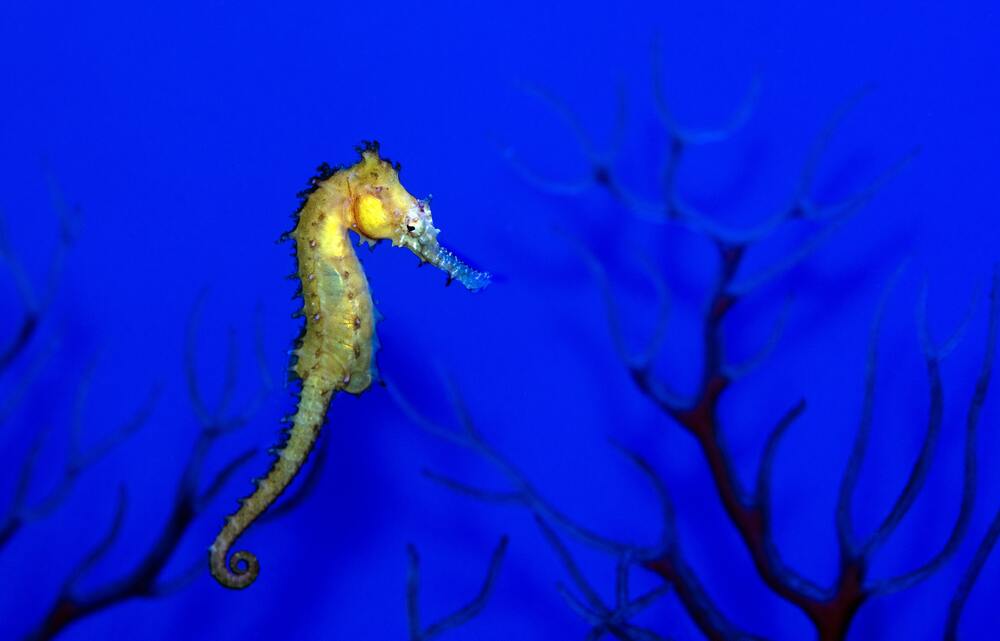cavalo marinho, compõe a biodiversidade marinha 