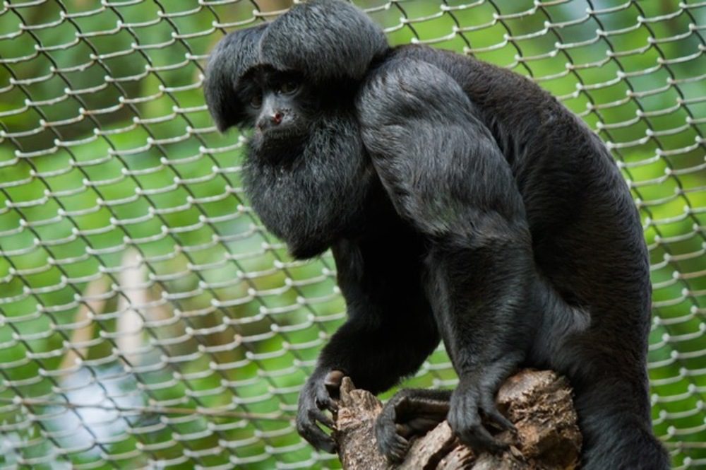 extinção da biodiversidade deve acabar