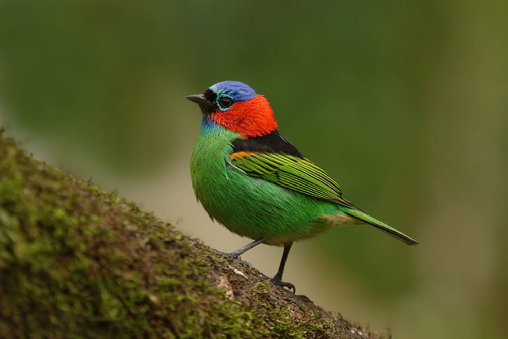 a biodiversidade das espécies nacionais 
