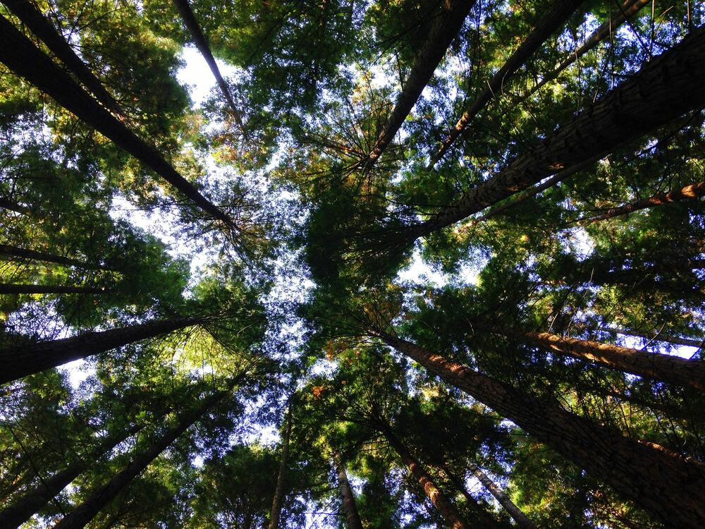 biodiversidade influencia a vida humana