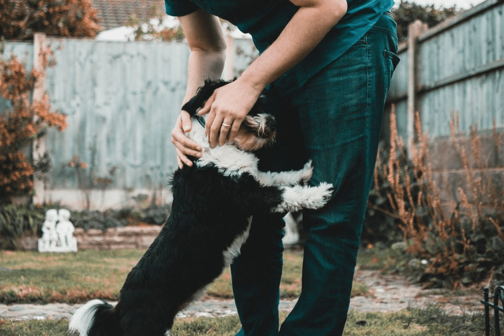 pet-cao